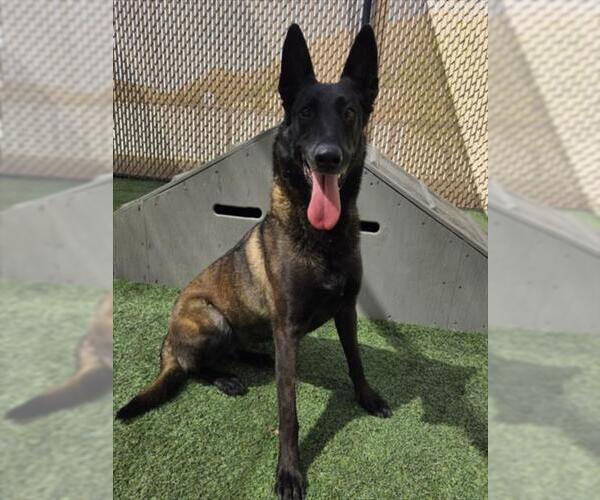 Medium Photo #2 Mutt Puppy For Sale in Norco, CA, USA
