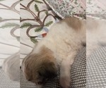 Small #47 Maltipom-Pomeranian Mix