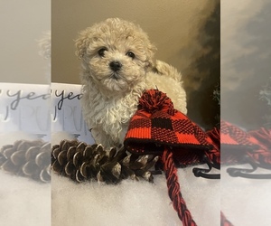 Poochon Puppy for sale in PRINCETON, KY, USA