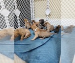 Small Photo #5 Phu Quoc (Vietnam Island) Ridgeback Puppy For Sale in HELOTES, TX, USA