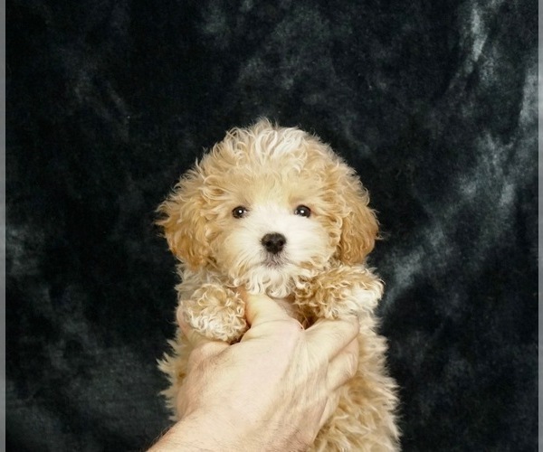 Medium Photo #2 Maltese-Poodle (Toy) Mix Puppy For Sale in WARSAW, IN, USA