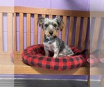 Small #1 Dachshund Mix