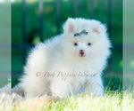 Small Photo #37 Pomeranian Puppy For Sale in WARSAW, IN, USA