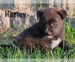Small Photo #3 Rat Terrier Puppy For Sale in HESPERIA, MI, USA