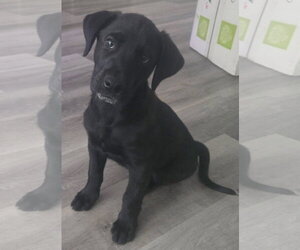Labrador Retriever-Unknown Mix Dogs for adoption in Alexander, AR, USA