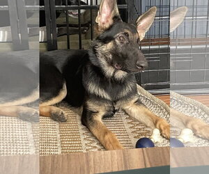 German Shepherd Dog Dogs for adoption in Centreville, VA, USA