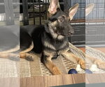 Small German Shepherd Dog