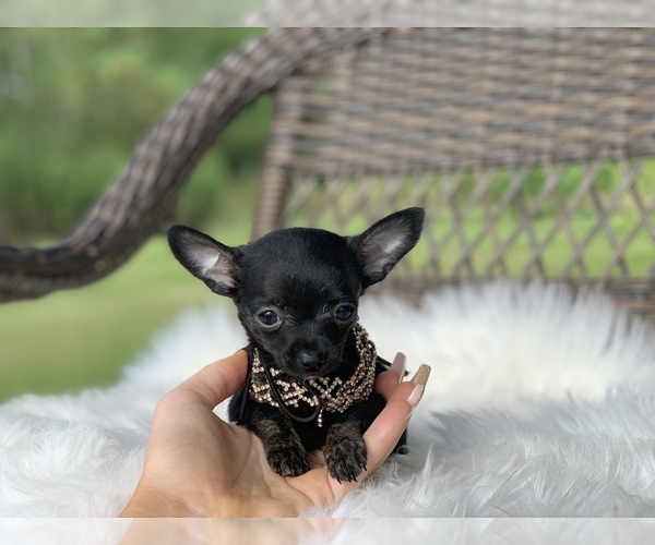 Medium Photo #2 Chihuahua Puppy For Sale in HOUSTON, TX, USA