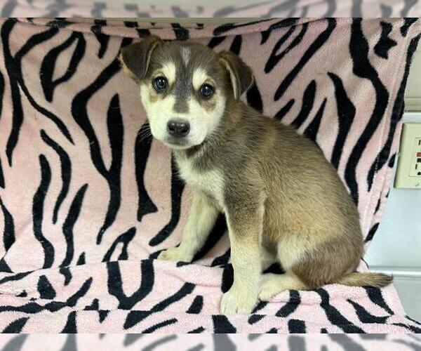 Medium Photo #1 Carolina Dog-Unknown Mix Puppy For Sale in HESPERIA, CA, USA