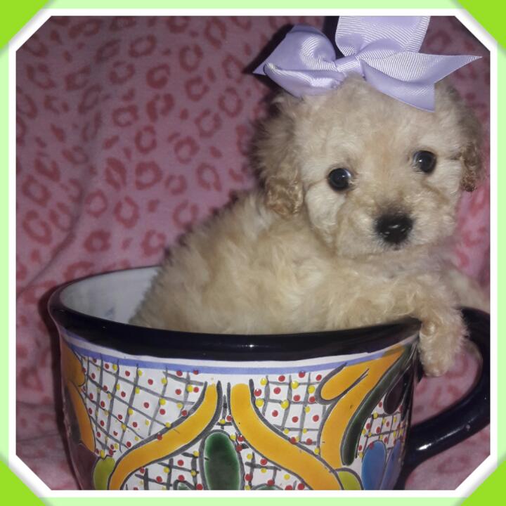 Medium Photo #1 Maltipoo Puppy For Sale in TAYLOR, TX, USA