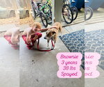 Small #4 Jack Russell Terrier-Rhodesian Ridgeback Mix