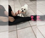 Small #3 Poovanese