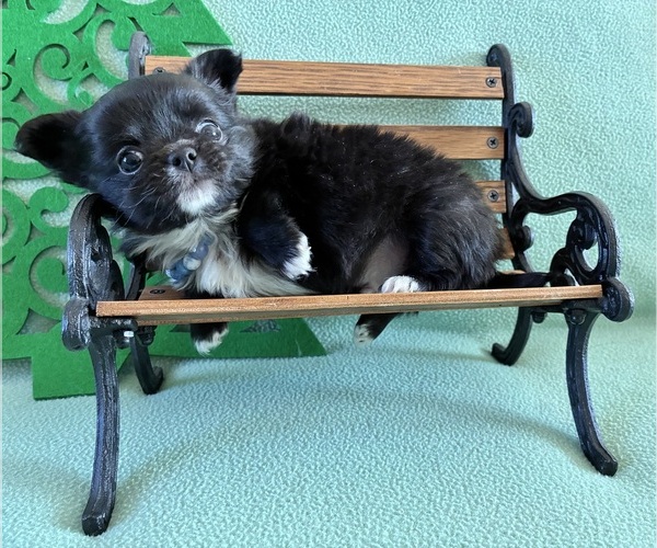 Medium Photo #7 Chihuahua Puppy For Sale in NEWVILLE, PA, USA