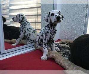 Dalmatian Puppy for sale in SAN DIEGO, CA, USA