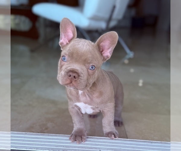 Medium Photo #3 French Bulldog Puppy For Sale in MIAMI, FL, USA