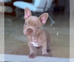 Small #2 French Bulldog