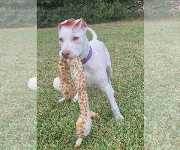 Medium Photo #2 Great Dane-Labrador Retriever Mix Puppy For Sale in Virginia Beach, VA, USA