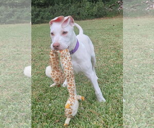 Ella - Female Great Dane-Labrador Retriever Mix Dog for Adoption - Photo #2