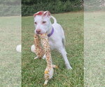 Small Photo #2 Great Dane-Labrador Retriever Mix Puppy For Sale in Virginia Beach, VA, USA
