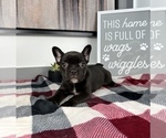 Small Photo #10 French Bulldog Puppy For Sale in FRANKLIN, IN, USA