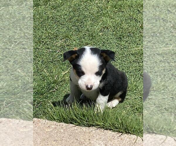 Medium Photo #4 Cowboy Corgi Puppy For Sale in BRIGGSDALE, CO, USA