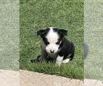 Small Photo #4 Cowboy Corgi Puppy For Sale in BRIGGSDALE, CO, USA