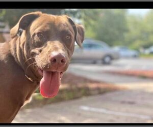 Labrador Retriever-Unknown Mix Dogs for adoption in New York, NY, USA