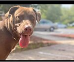 Small Labrador Retriever Mix