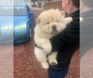 Chow Chow Puppy for sale in REDWAY, CA, USA