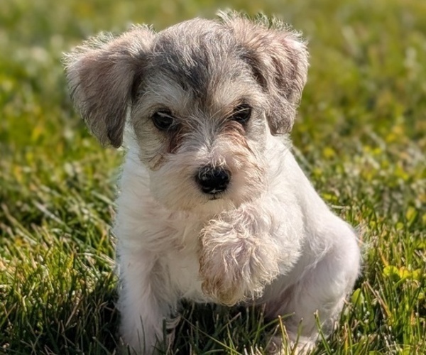 Medium Photo #41 Schnoodle (Miniature) Puppy For Sale in GOSHEN, IN, USA