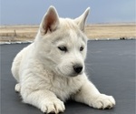 Small Photo #5 Siberian Husky Puppy For Sale in STRASBURG, CO, USA