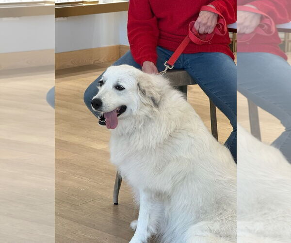 Medium Photo #1 Labrenees Puppy For Sale in Rockaway, NJ, USA