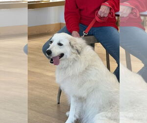 Labrenees Dogs for adoption in Rockaway, NJ, USA