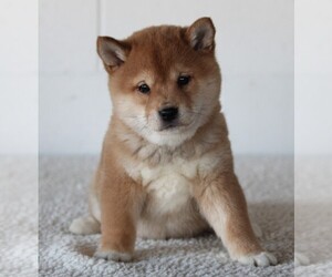 Shiba Inu Puppy for sale in FREDERICKSBURG, OH, USA