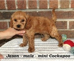Small #2 Cockapoo