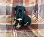 Small #2 French Bulldog