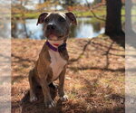 Small #10 Mutt