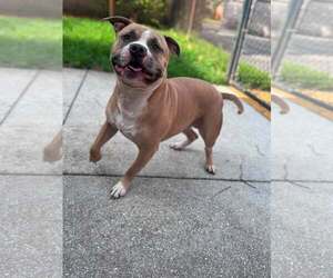 Staffordshire Bull Terrier Dogs for adoption in Pompano Beach , FL, USA