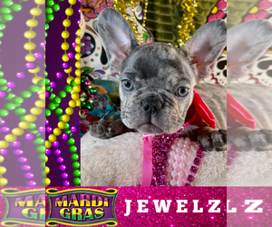 French Bulldog Puppy for sale in HEATHROW, FL, USA