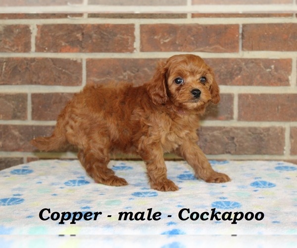 Medium Photo #3 Cock-A-Poo Puppy For Sale in CLARKRANGE, TN, USA