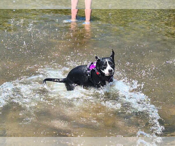 Medium Photo #4 Mutt Puppy For Sale in MECHANICSBURG, PA, USA