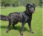 Small #4 Golden Retriever Mix