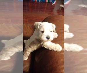 Schnauzer (Miniature) Puppy for sale in COLONIAL HEIGHTS, TN, USA