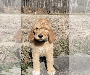 Goldendoodle Puppy for sale in NEWTON, NC, USA