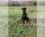 Puppy Alina Doberman Pinscher