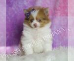 Small Photo #64 Pomeranian Puppy For Sale in WARSAW, IN, USA