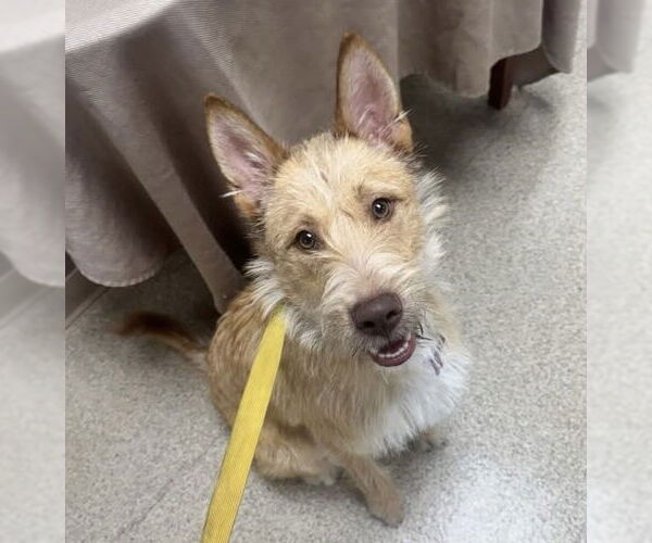 Medium Photo #11 Mutt Puppy For Sale in Grafton, WI, USA