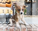 Small #4 Australian Cattle Dog