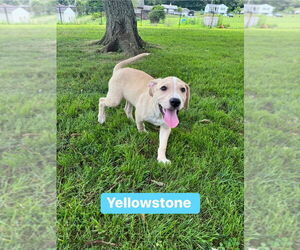 Sheprador Dogs for adoption in Springdale, PA, USA