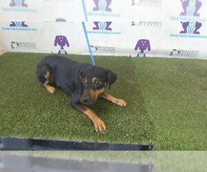 Cheagle Dogs for adoption in Orlando, FL, USA